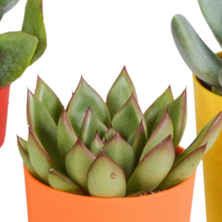 Mix de 5 succulentes et leurs caches-pots colorés h16cm