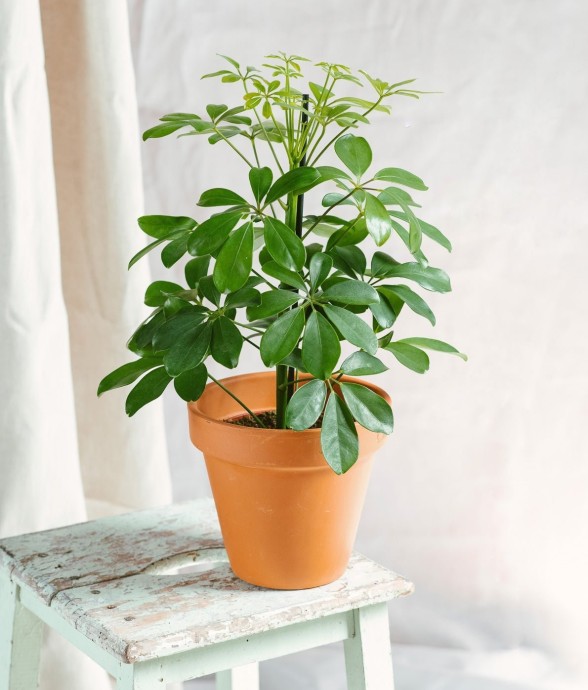 Schefflera