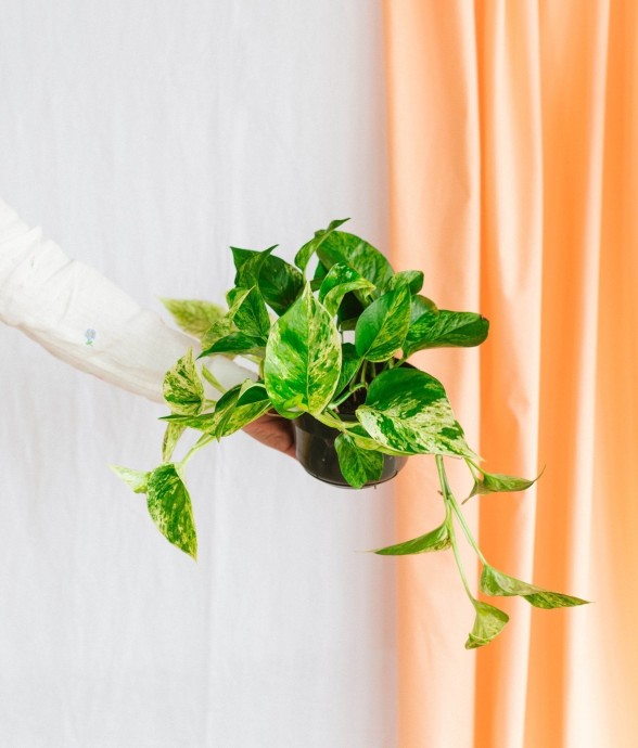 Epipremnum Marble Queen
