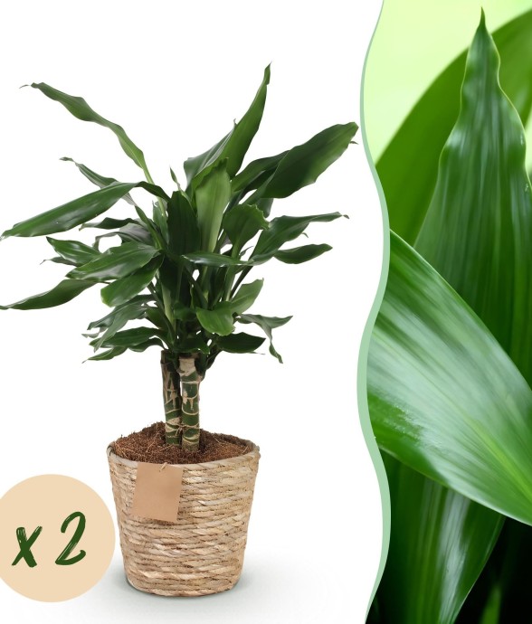 Dracaena Steudneri – Lot de...
