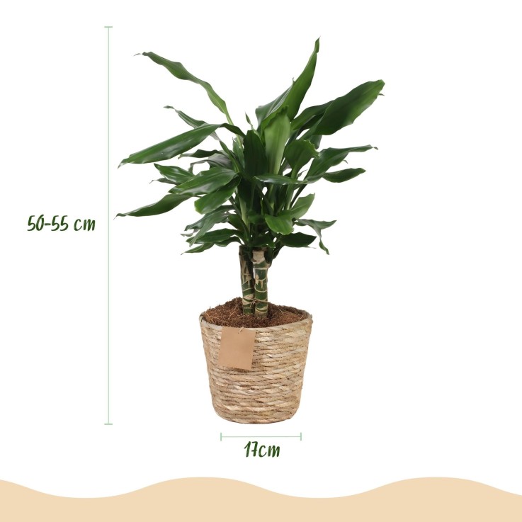 Dracaena Steudneri – Lot de 2 – Pot 17cm – Hauteur 50-55cm