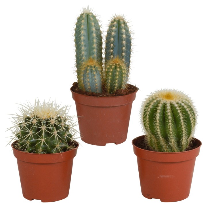 Coffret cadeau cactus - Lot de 3 plantes, h18cm