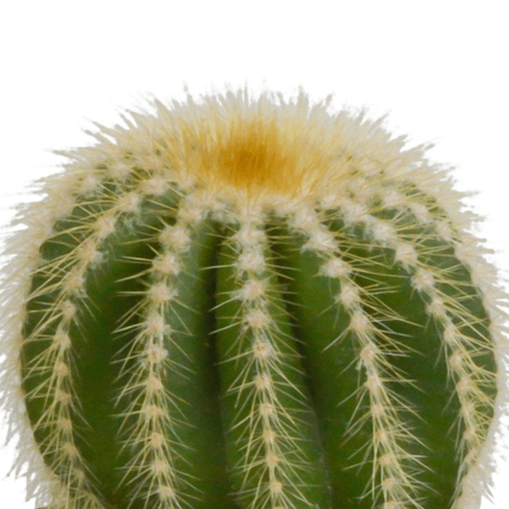 Coffret cadeau cactus - Lot de 3 plantes, h18cm