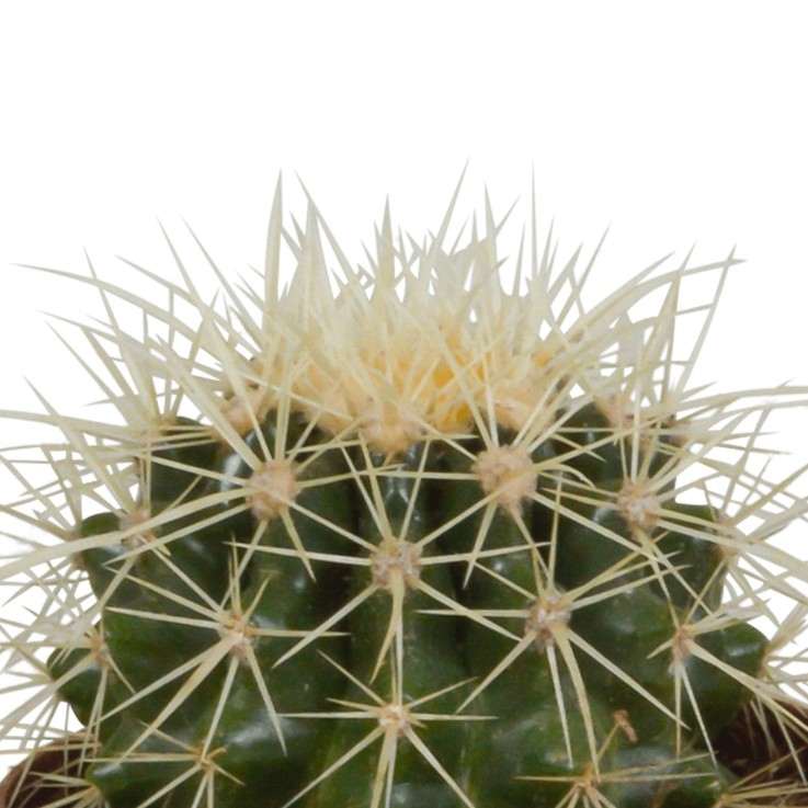 Coffret cadeau cactus - Lot de 3 plantes, h18cm
