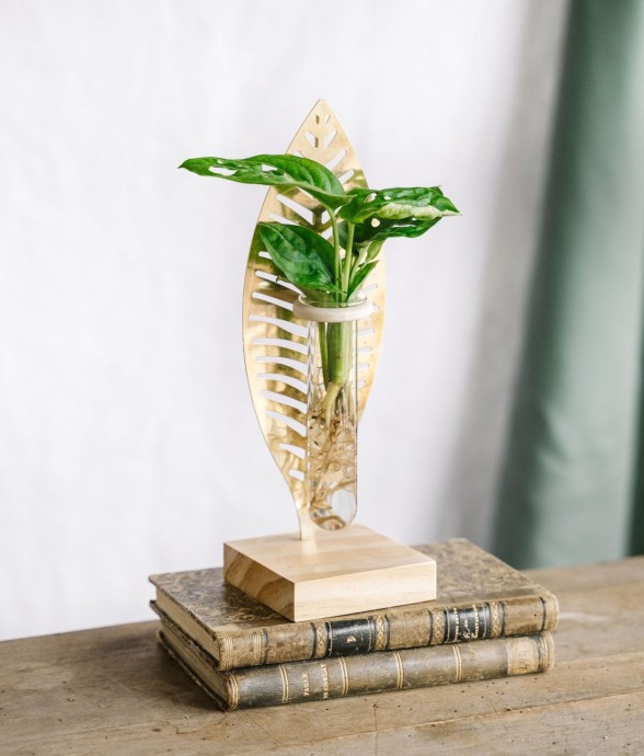 Bouture de Monstera et sa...