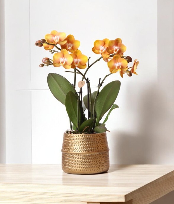 Orchidée Ocre et son pot -...