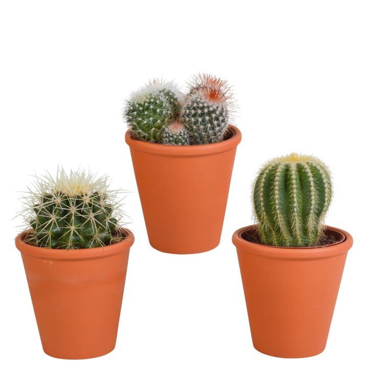 Coffret cadeau cactus et ses caches-pots terracotta - Lot de 3 plantes, h16cm