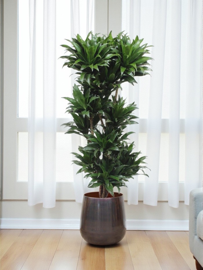 Dracaena Compacta