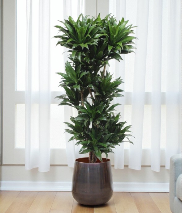 Dracaena Compacta