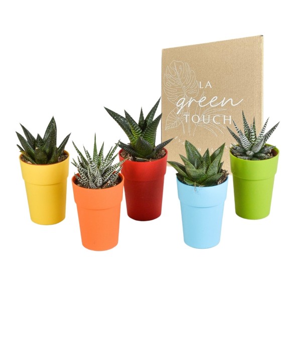 Mix de 5 Gasteria et...