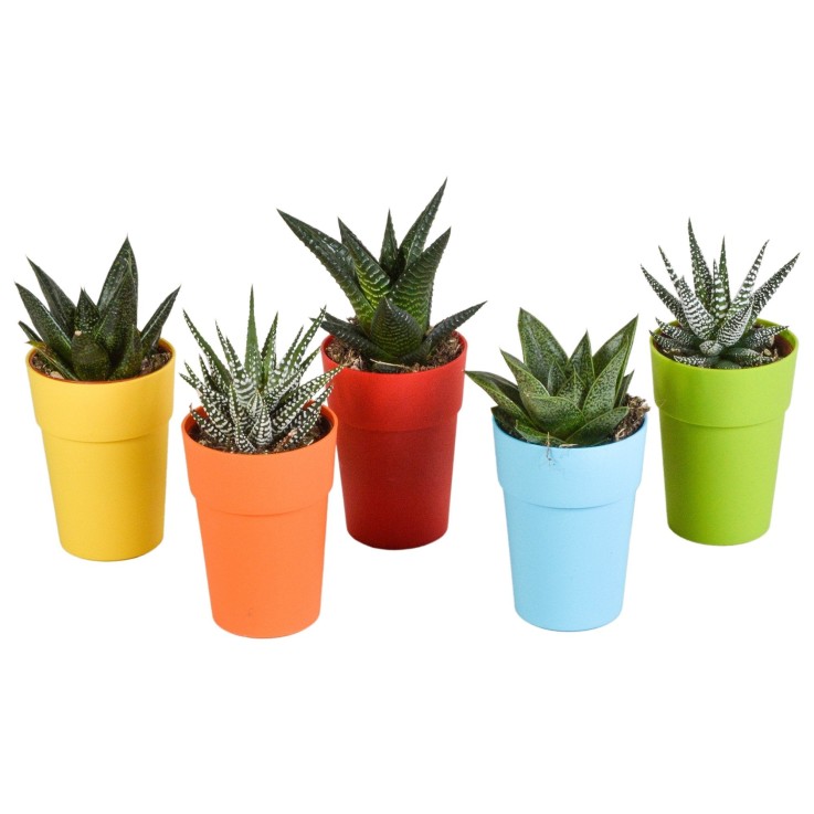 Mix de 5 Gasteria et Haworthia h16cm