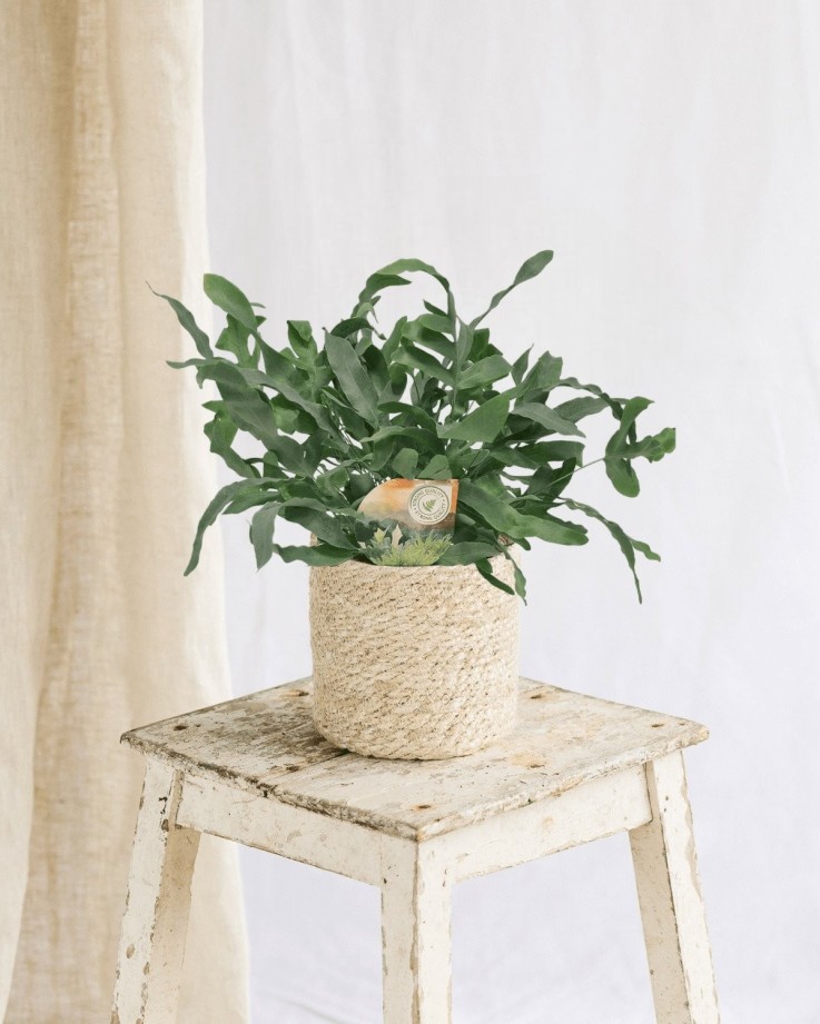 Phlebodium Blue Star