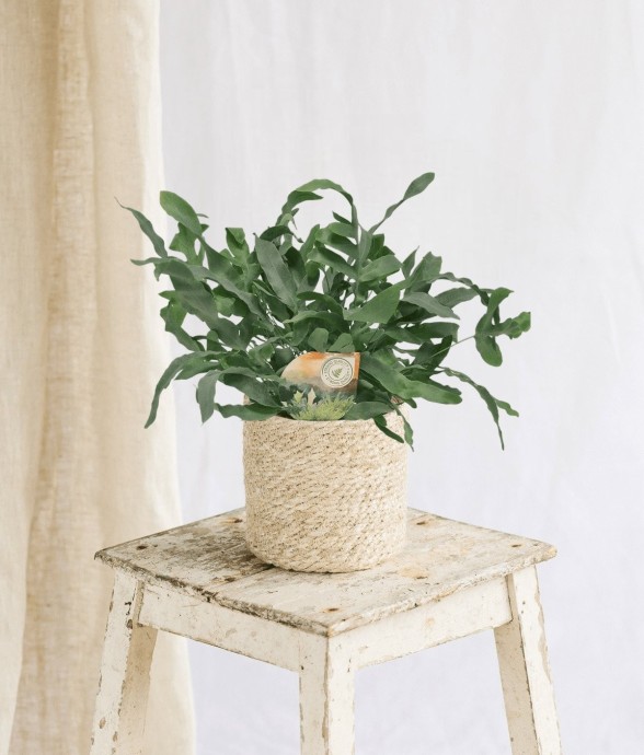 Phlebodium Blue Star