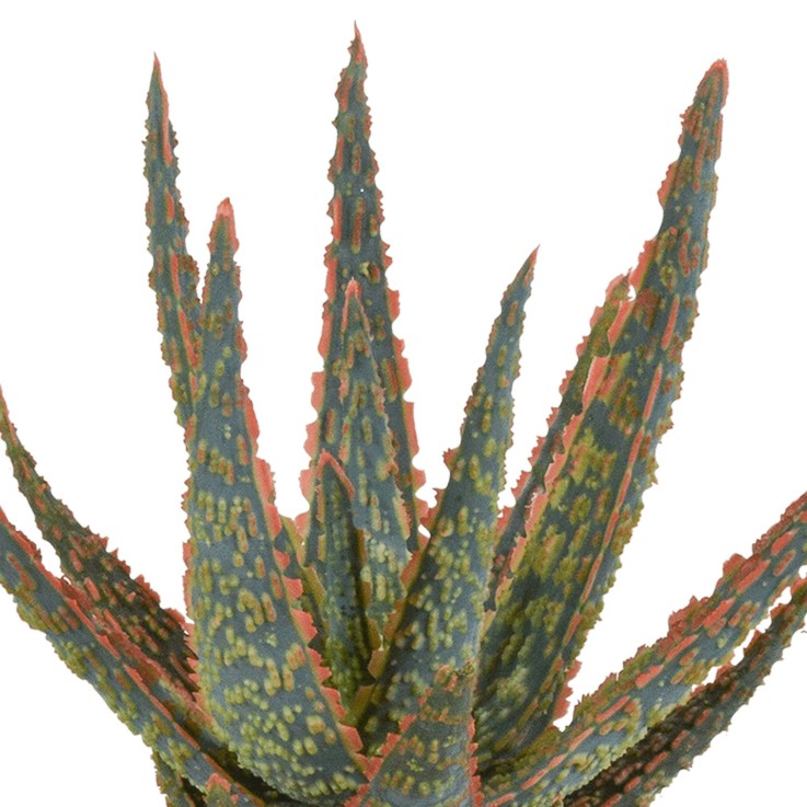 Aloe Zebrina