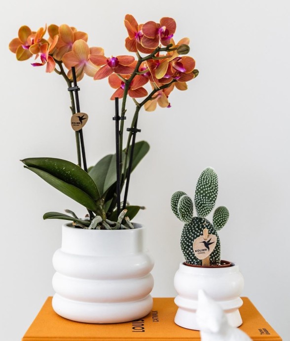 Orchidée Bolzano en pot...