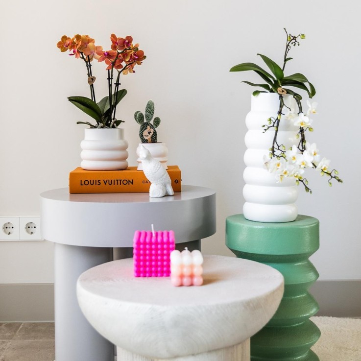 Orchidée Bolzano en pot Bubble blanc