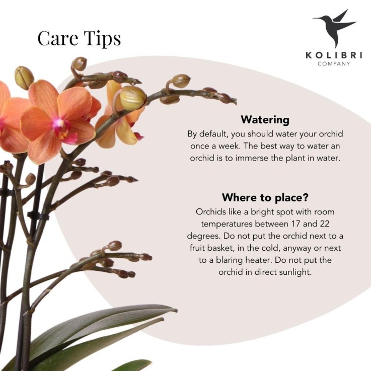 Orchidée Bolzano en pot Bubble blanc