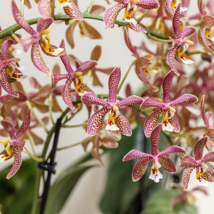 Orchidée Araignée Orange en Pot - Plante d'Intérieur Fleurie