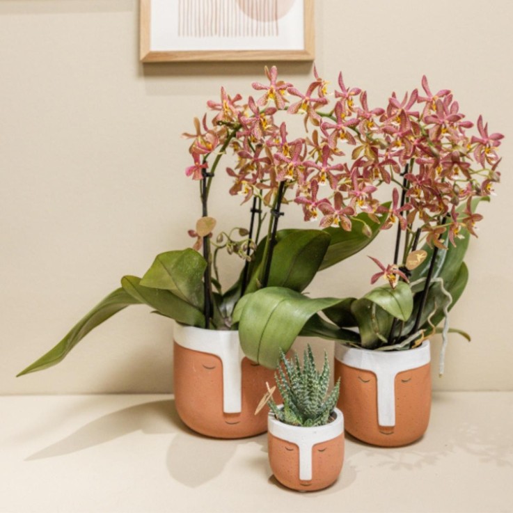 Orchidée Araignée Orange en Pot - Plante d'Intérieur Fleurie