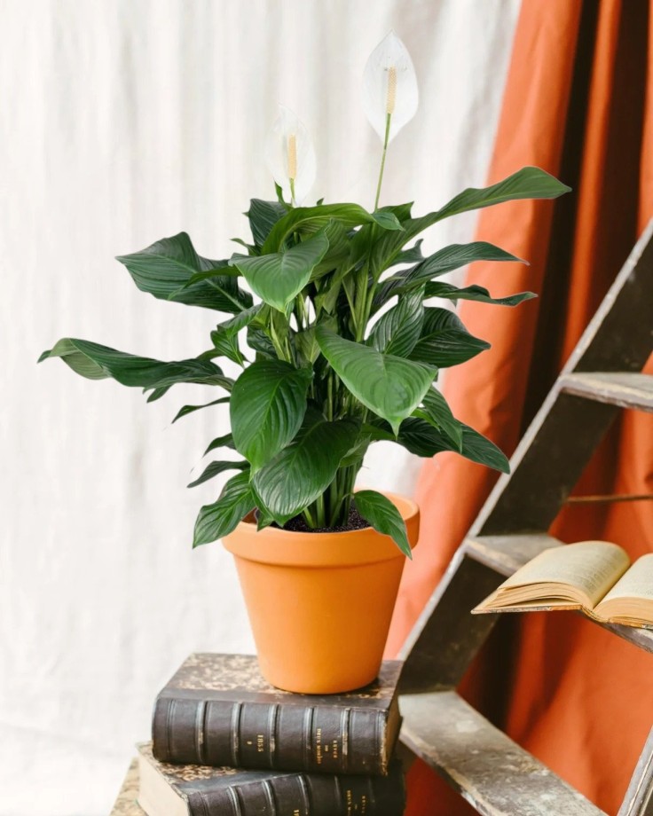 Spathiphyllum
