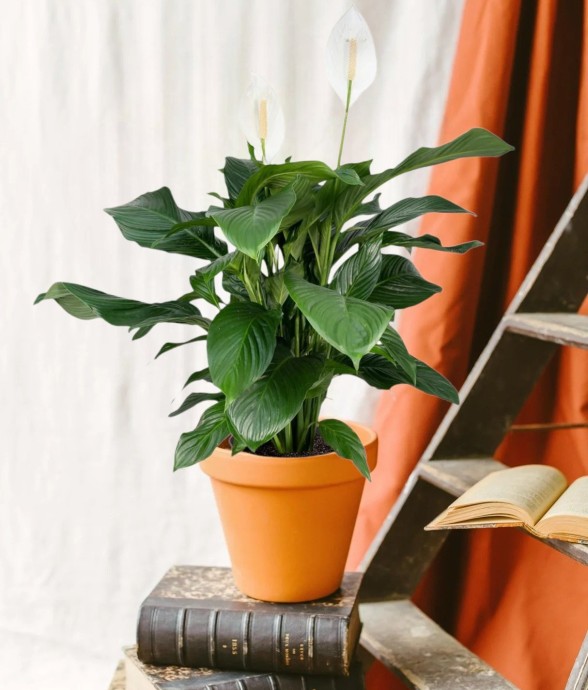 Spathiphyllum