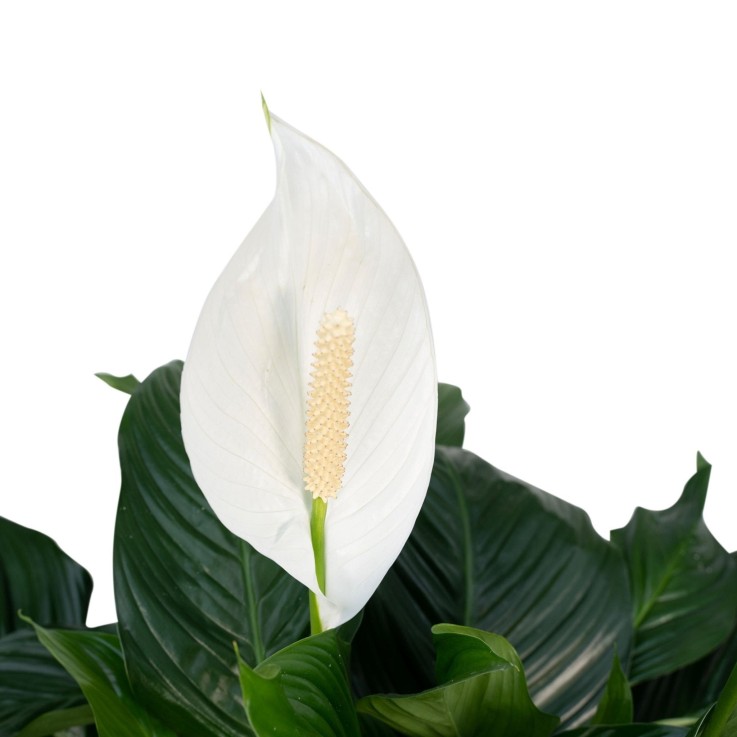 Spathiphyllum