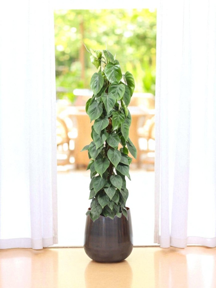Philodendron Scandens sur tuteur
