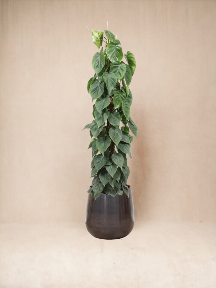 Philodendron Scandens sur tuteur