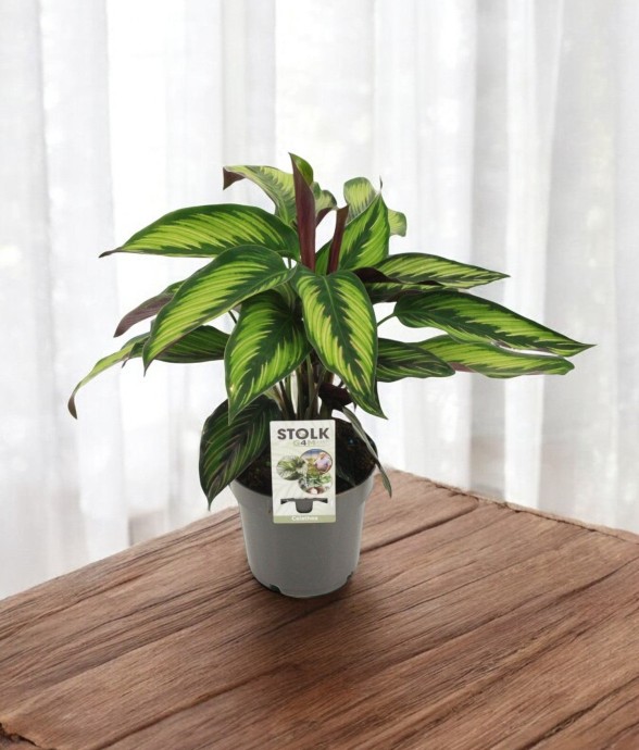 Calathea Majestica