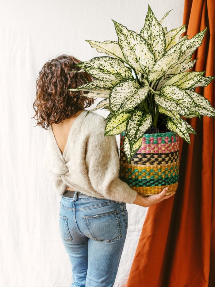 Aglaonema White Kiwi