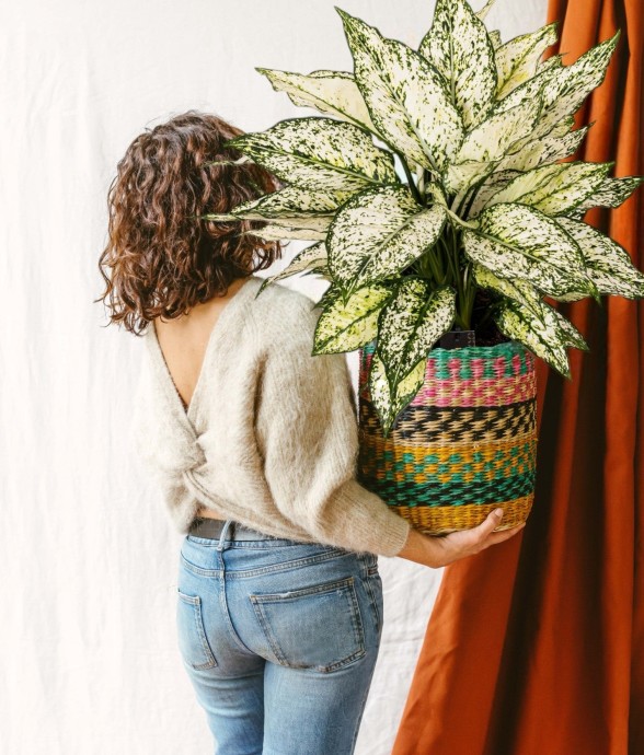 Aglaonema White Kiwi