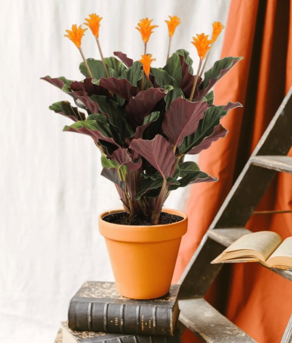 Calathea Crocata