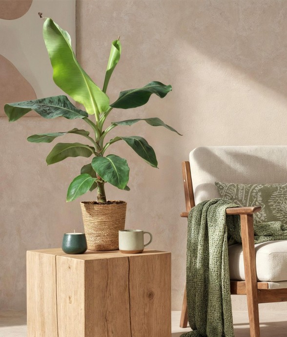 Bananier Cavendish et panier