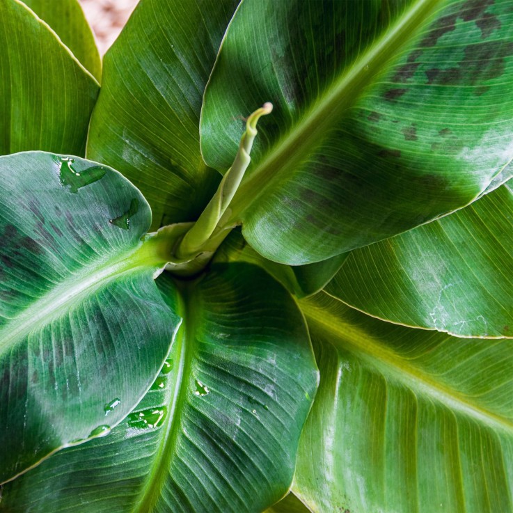 Bananier Cavendish et panier