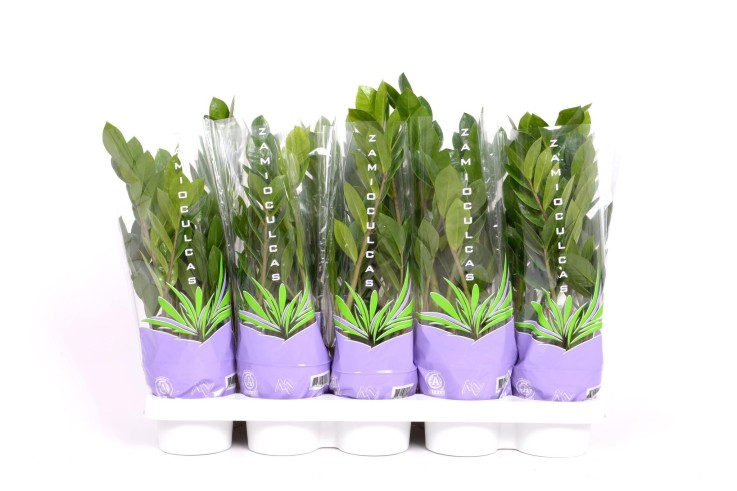 Zamioculcas 35 - Ø12cm - ↕30cm