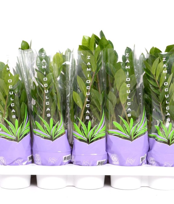 Zamioculcas 35 - Ø12cm - ↕30cm