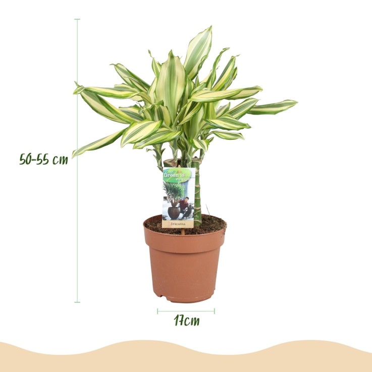 Dracaena Diamond Dream -  1