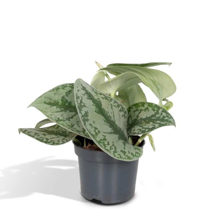 Pothos Scindapsus Pictus Epipremnum  h15cm