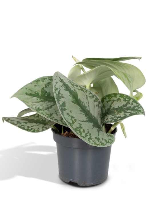 Pothos Scindapsus Pictus...