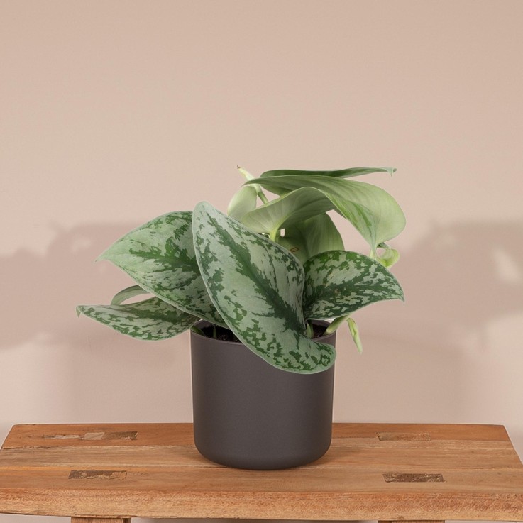 Pothos Scindapsus Pictus Epipremnum  h15cm