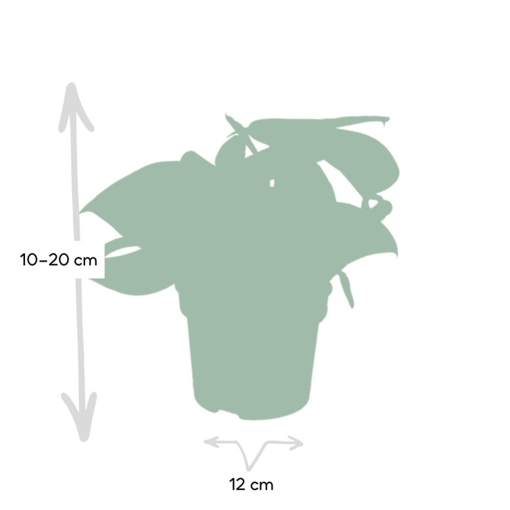 Pothos Scindapsus Pictus Epipremnum  h15cm