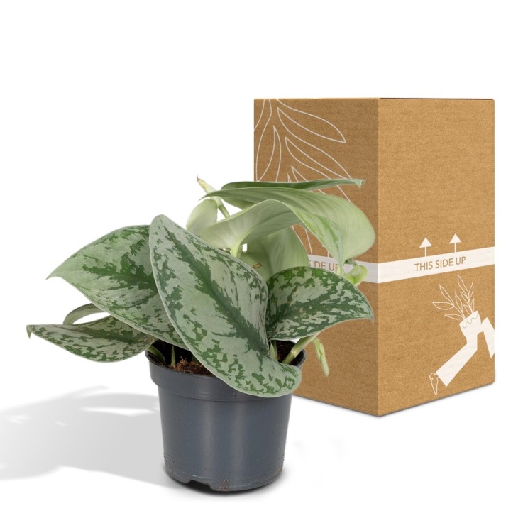 Pothos Scindapsus Pictus Epipremnum  h15cm