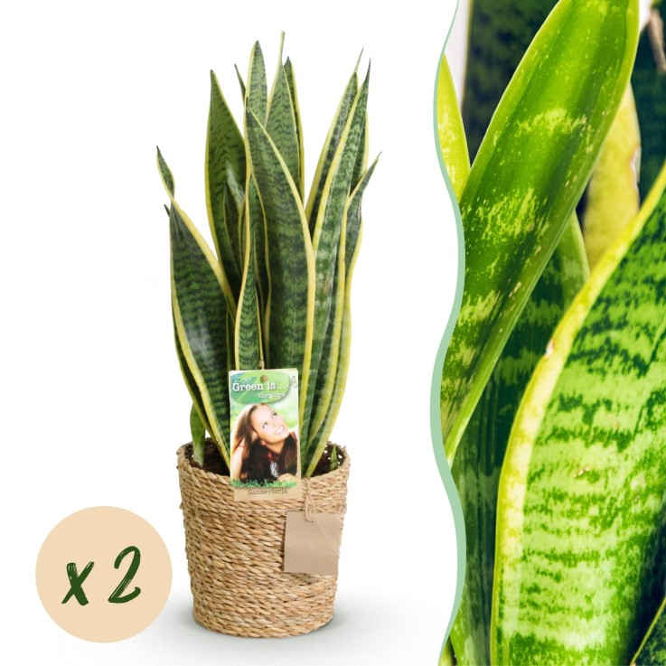 Sanseveria Laurentii – Lot de 2 – Hauteur 60-70 cm