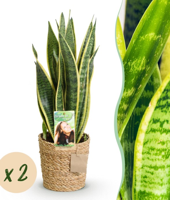 Sanseveria Laurentii – Lot...