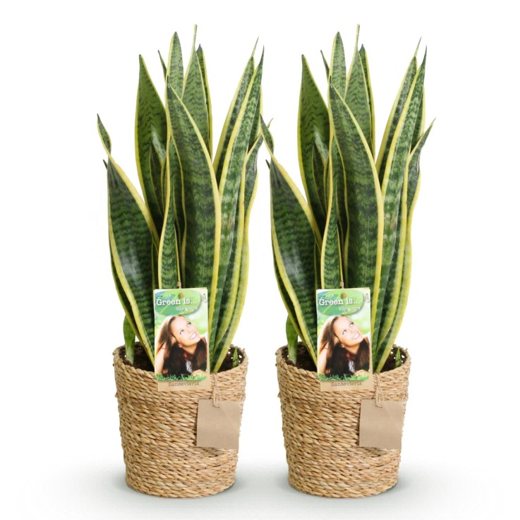 Sanseveria Laurentii – Lot de 2 – Hauteur 60-70 cm