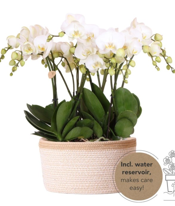 Panier en coton avec 3...