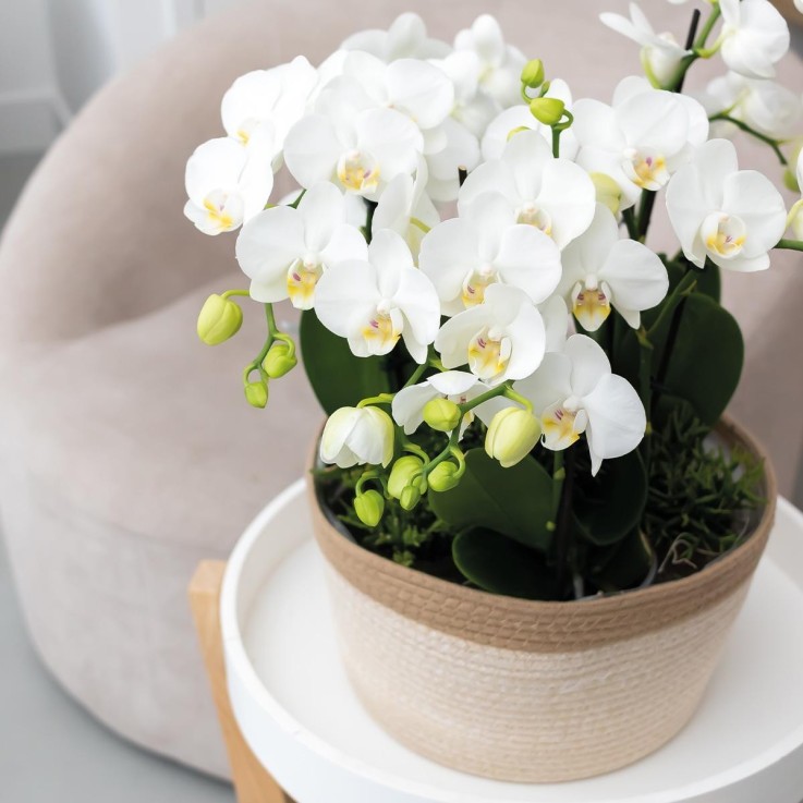 Panier en coton avec 3 orchidées blanches et arrosage intégré