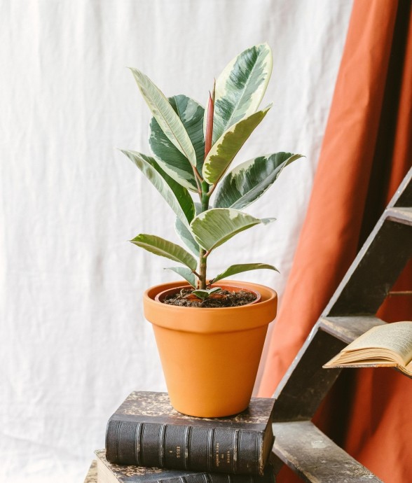 Ficus Elastica Tineke