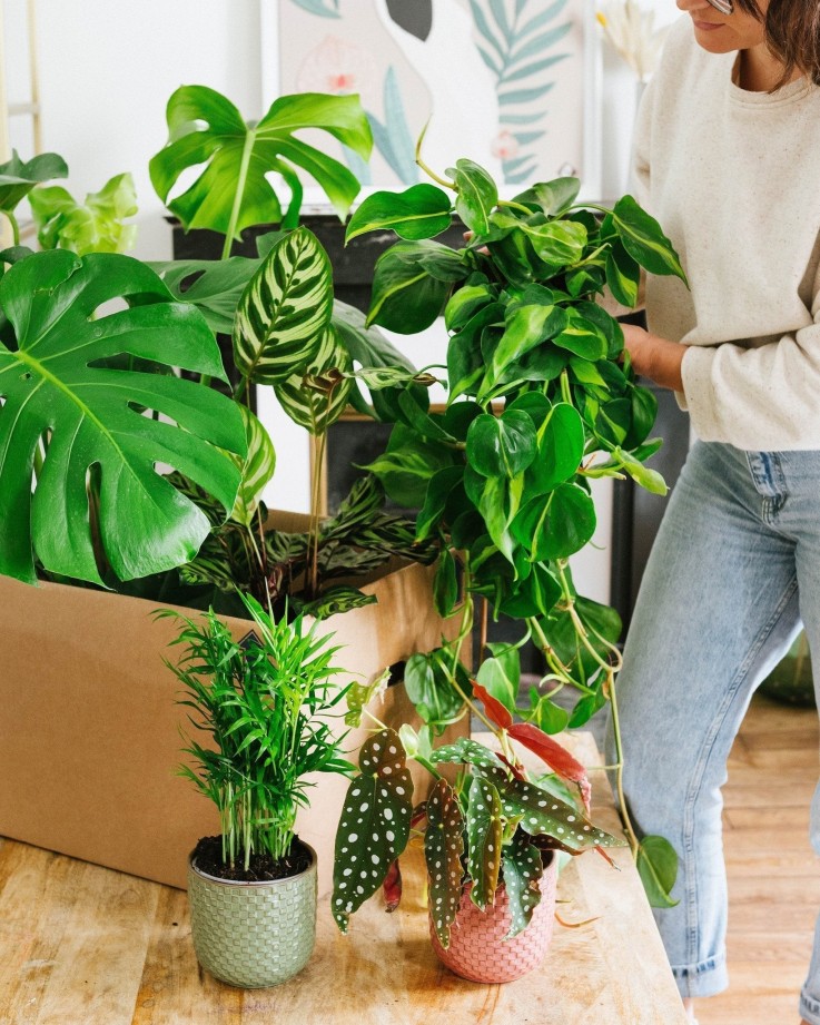 Coffret - Pack de 6 plantes -  🖥️ Pour le bureau