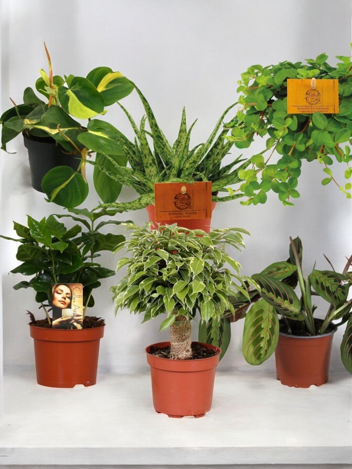 Coffret - Pack de 6 plantes -  🖥️ Pour le bureau